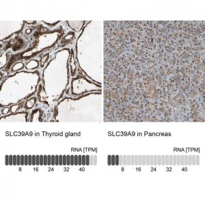 Anti-SLC39A9 antibody produced in rabbit 