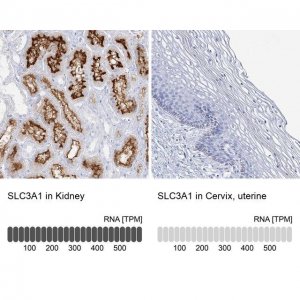 Anti-SLC3A1 antibody produced in rabbit HPA038360-100UL