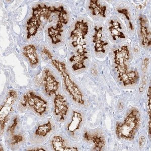 Anti-SLC3A1 antibody produced in rabbit HPA038360-100UL