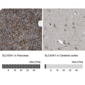 Anti-SLC43A1 antibody produced in rabbit 