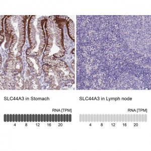 Anti-SLC44A3 antibody produced in rabbit 