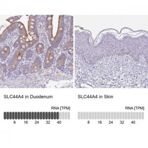 Anti-SLC44A4 antibody produced in rabbit 