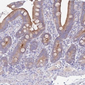 Anti-SLC44A4 antibody produced in rabbit 