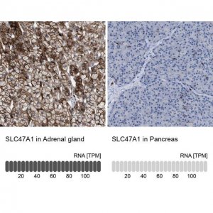 Anti-SLC47A1 antibody produced in rabbit 
