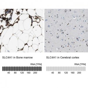 Anti-SLC4A1 antibody produced in rabbit 