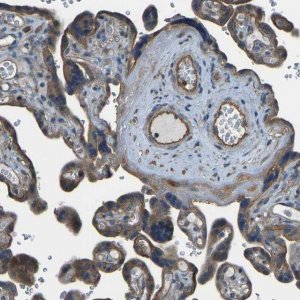 Anti-SLC4A2 antibody produced in rabbit 
