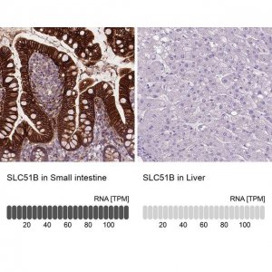 Anti-SLC51B antibody produced in rabbit 