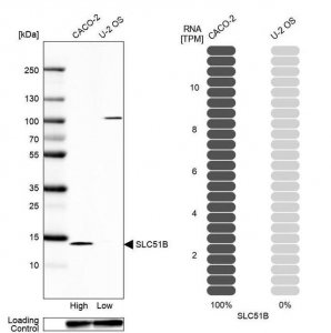 Anti-SLC51B antibody produced in rabbit 