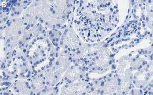 Anti-SLC5A2 Antibody, clone 2I4 ZooMAb Rabbit Monoclonal 