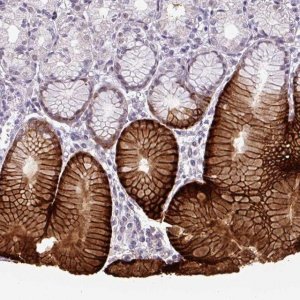 Anti-SLC5A5 antibody produced in rabbit 