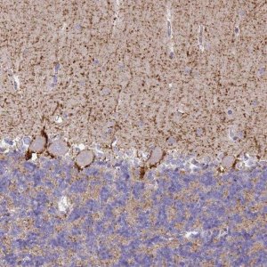 Anti-SLC6A1 antibody produced in rabbit 
