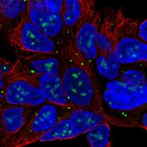 Anti-SLC6A15 antibody produced in rabbit 