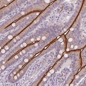 Anti-SLC6A19 antibody produced in rabbit 