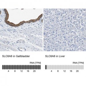Anti-SLC6A6 antibody produced in rabbit 