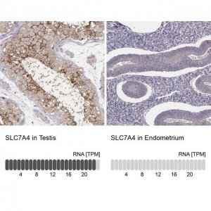 Anti-SLC7A4 antibody produced in rabbit 