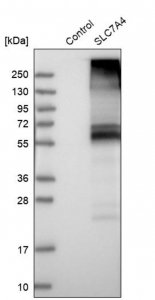 Anti-SLC7A4 antibody produced in rabbit 