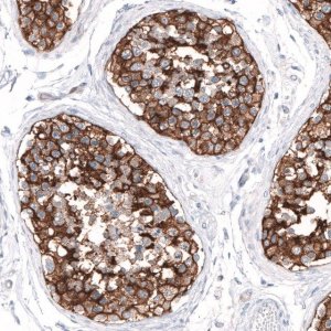 Anti-SLC7A5 antibody produced in rabbit 