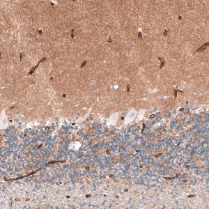Anti-SLC7A5 antibody produced in rabbit 