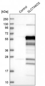 Anti-SLC7A6OS antibody produced in rabbit 