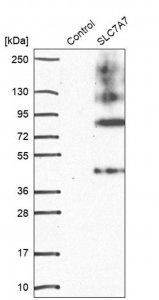 Anti-SLC7A7 antibody produced in rabbit 