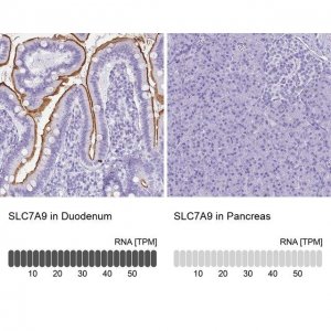 Anti-SLC7A9 antibody produced in rabbit 