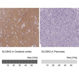 Anti-SLC8A2 antibody produced in rabbit 