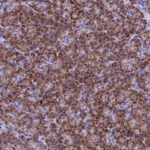 Anti-SLC8B1 antibody produced in rabbit 