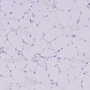 Anti-SLC8B1 antibody produced in rabbit 