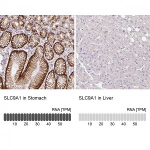 Anti-SLC9A1 antibody produced in rabbit 