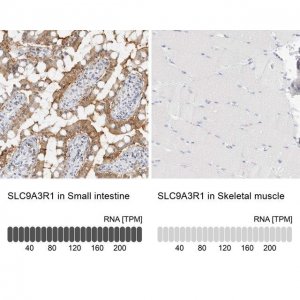 Anti-SLC9A3R1 antibody produced in rabbit 