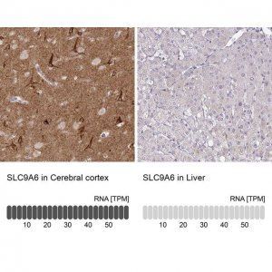 Anti-SLC9A6 antibody produced in rabbit 