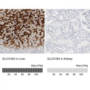 Anti-SLCO1B3 antibody produced in rabbit 