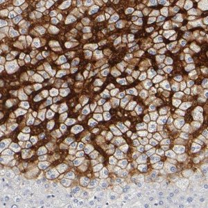 Anti-SLCO1B3 antibody produced in rabbit 