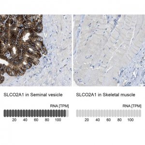 Anti-SLCO2A1 antibody produced in rabbit 