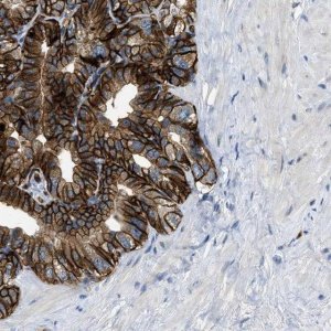 Anti-SLCO2A1 antibody produced in rabbit 