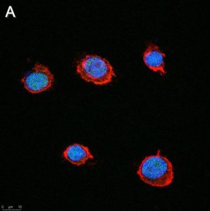Anti-SLFN11 Antibody, clone 3E13 ZooMAb Rabbit Monoclonal 