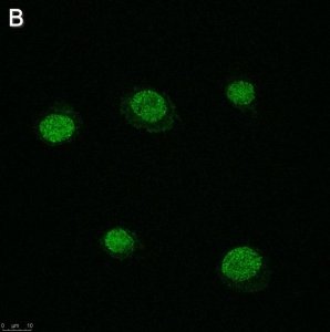 Anti-SLFN11 Antibody, clone 3E13 ZooMAb Rabbit Monoclonal 