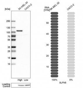 Anti-SLFN5 antibody produced in rabbit 