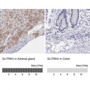 Anti-SLITRK4 antibody produced in rabbit 