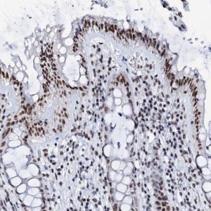 Anti-SLTM antibody produced in rabbit 