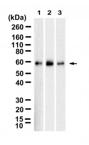 Anti-SMAD4 Antibody, clone 1C14 ZooMAb Rabbit Monoclonal 