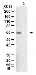 Anti-SMAD4 Antibody, clone 1C14 ZooMAb Rabbit Monoclonal 