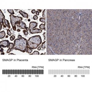 Anti-SMAGP antibody produced in rabbit 