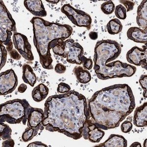 Anti-SMAGP antibody produced in rabbit 