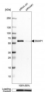 Anti-SMAP1 antibody produced in rabbit 