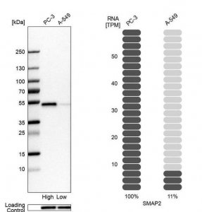 Anti-SMAP2 antibody produced in rabbit 