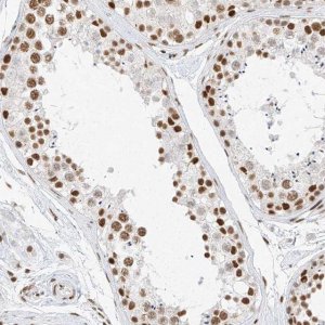 Anti-SMARCA2 antibody produced in rabbit 