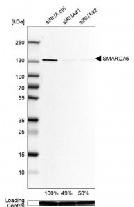 Anti-SMARCA5 antibody produced in rabbit 