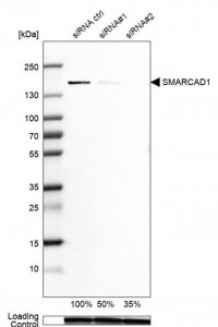 Anti-SMARCAD1 antibody produced in rabbit 