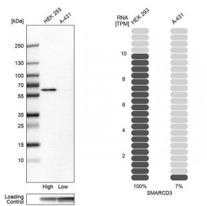 Anti-SMARCD3 antibody produced in rabbit 